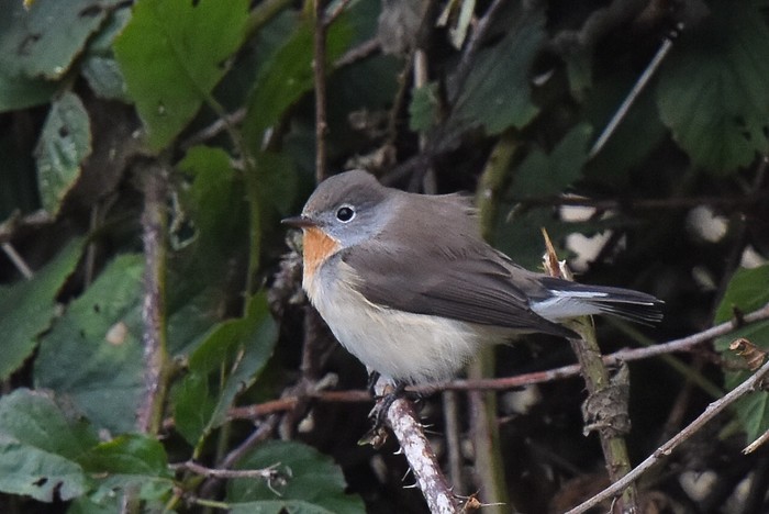 Red-breasted Flycatcher