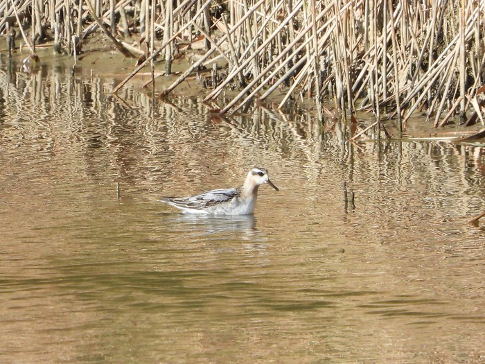 Grey Phalarope