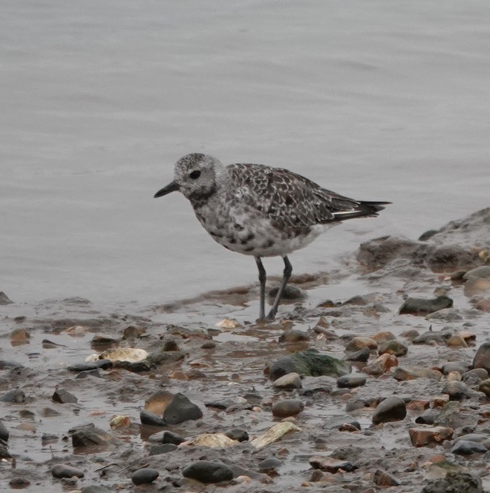 Grey Plover
