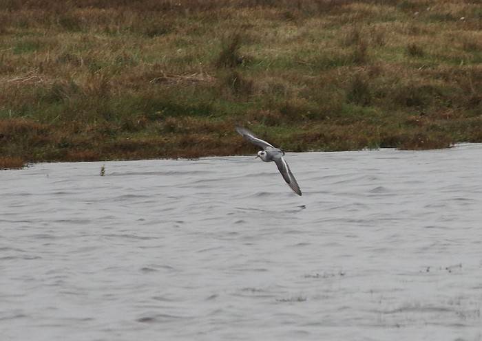 Grey Phalarope