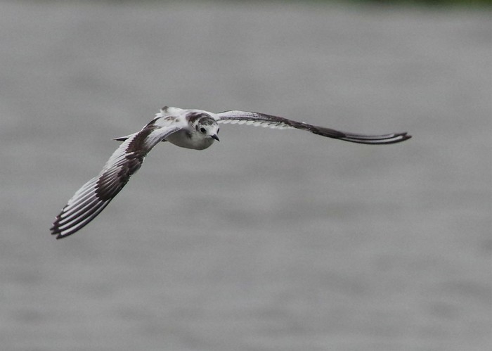 Little Gull