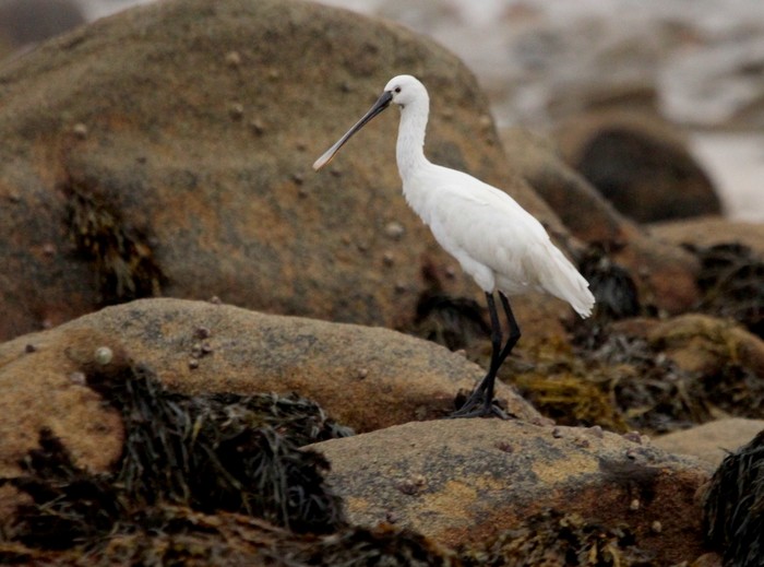 Spoonbill