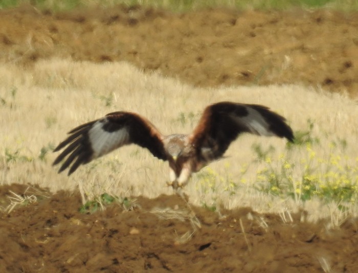 Red Kite