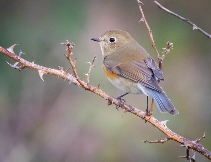 Red-flanked Bluetail