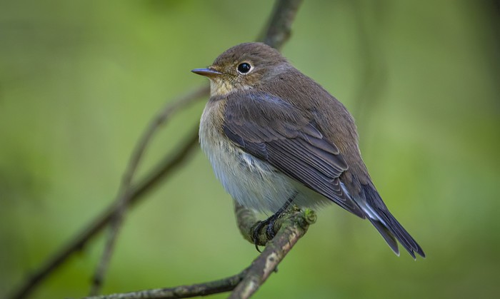 Red-breasted Flycatcher
