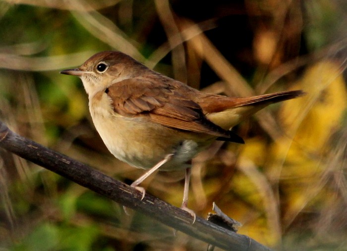 Nightingale
