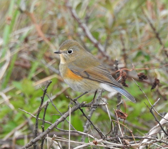 Red-flanked Bluetail