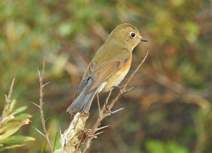 Red-flanked Bluetail