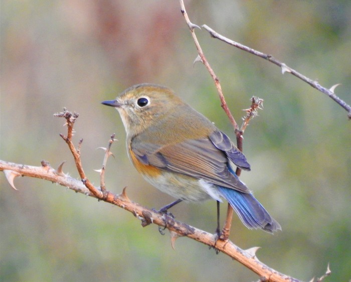 Red-flanked Bluetail