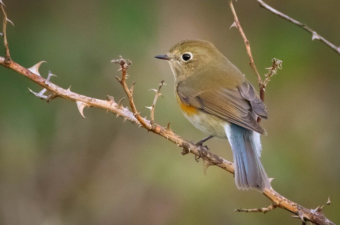 Red-flanked Bluetail