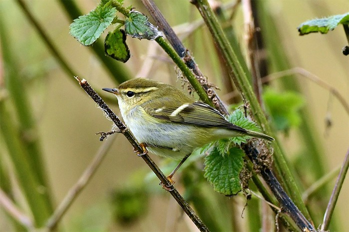 Yellow-browed Warbler
