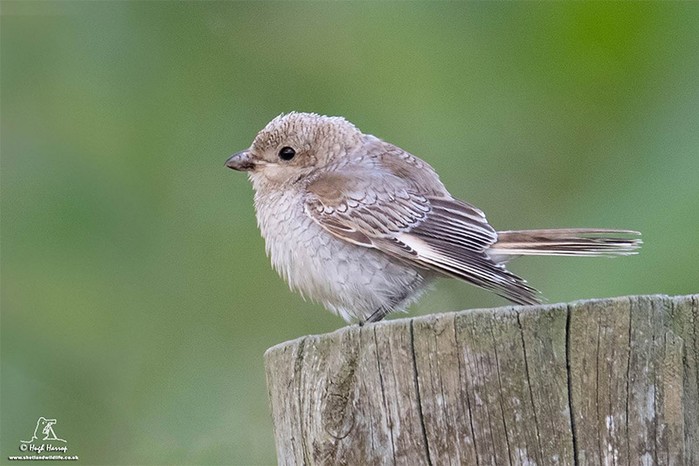 Woodchat Shrike