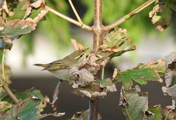Arctic Warbler