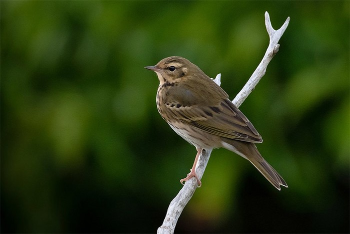 Olive-backed Pipit