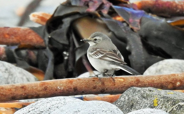 Citrine Wagtail