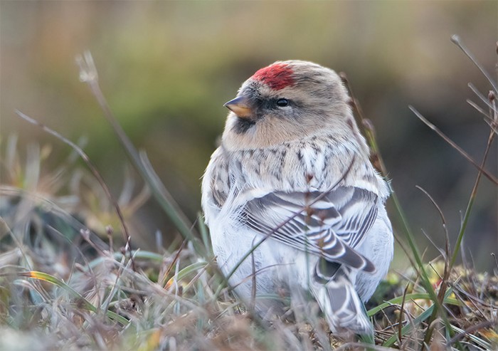 Hornemann's Arctic Redpoll