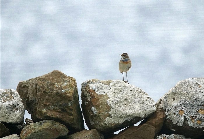 Bluethroat