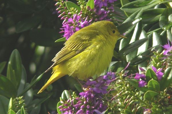 Yellow Warbler