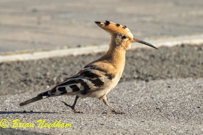 Hoopoe