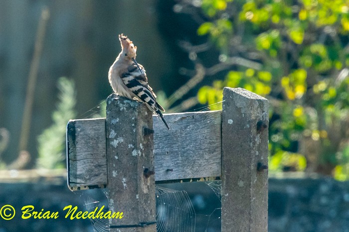 Hoopoe