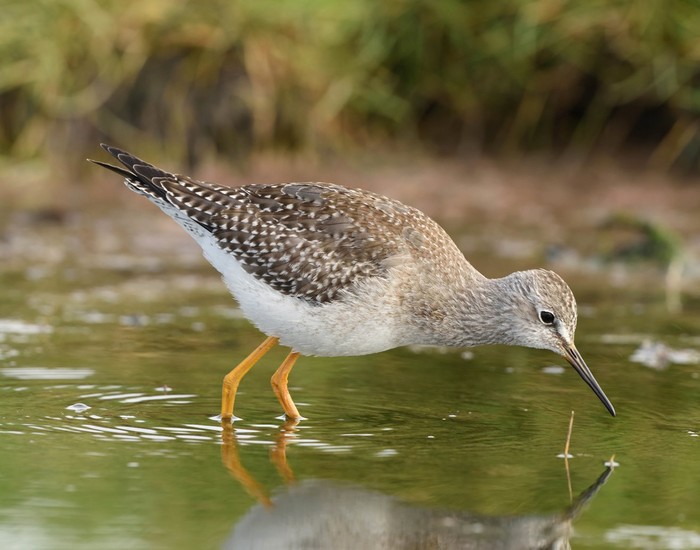 Lesser Yellowlegs