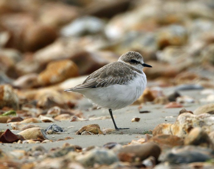 Kentish Plover
