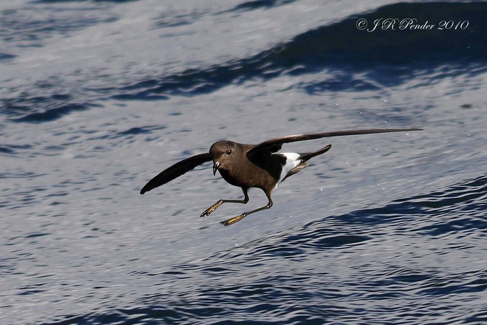 Wilson's Petrel
