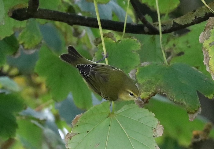 Tennessee Warbler