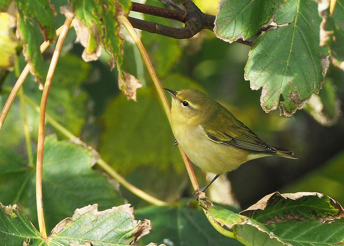 Tennessee Warbler