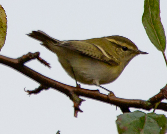 Yellow-browed warbler
