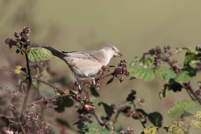 Barred Warbler 