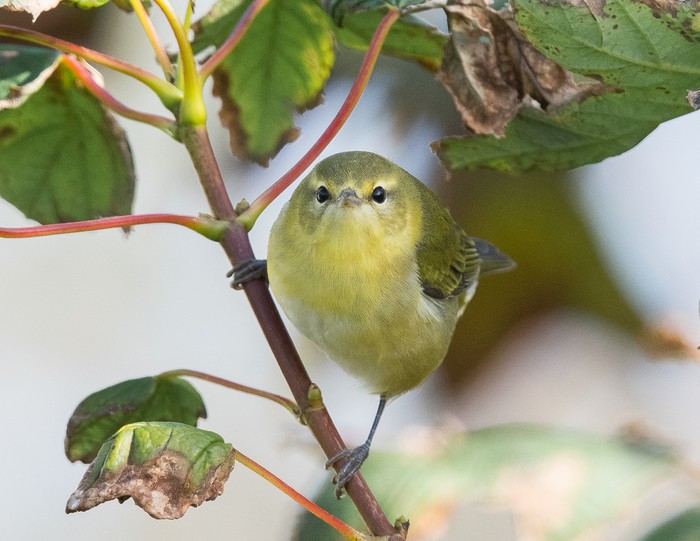 Tennessee Warbler
