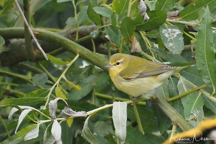 Tennessee Warbler