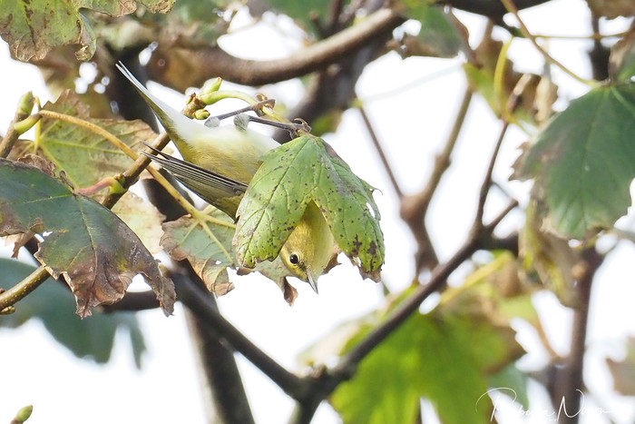 Tennessee Warbler