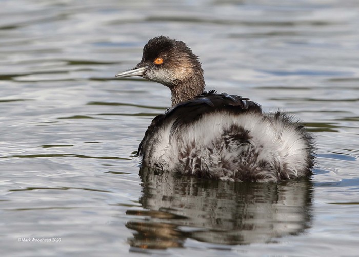 Black-necked Grebe