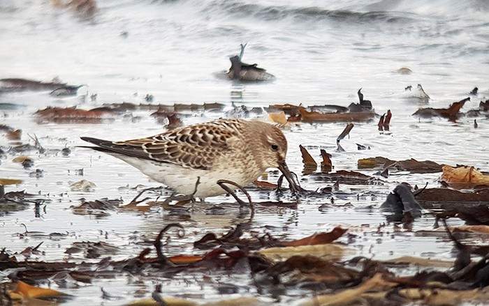 White-rumped Sandpiper
