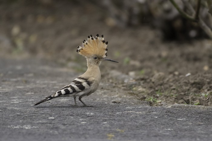 Hoopoe