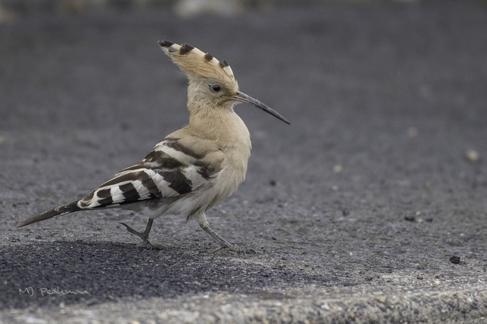 Hoopoe