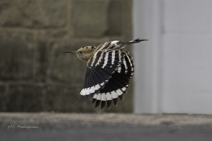 Hoopoe