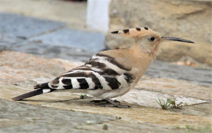 Hoopoe