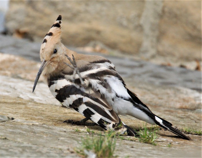 Hoopoe
