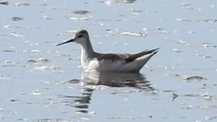 Wilson's Phalarope