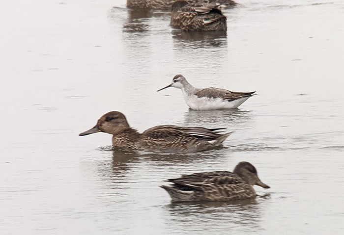 Wilson's Phalarope