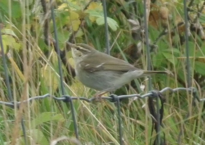 Arctic Warbler