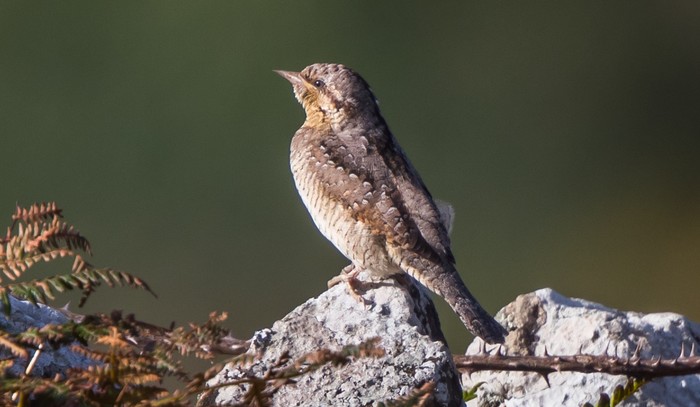 Wryneck
