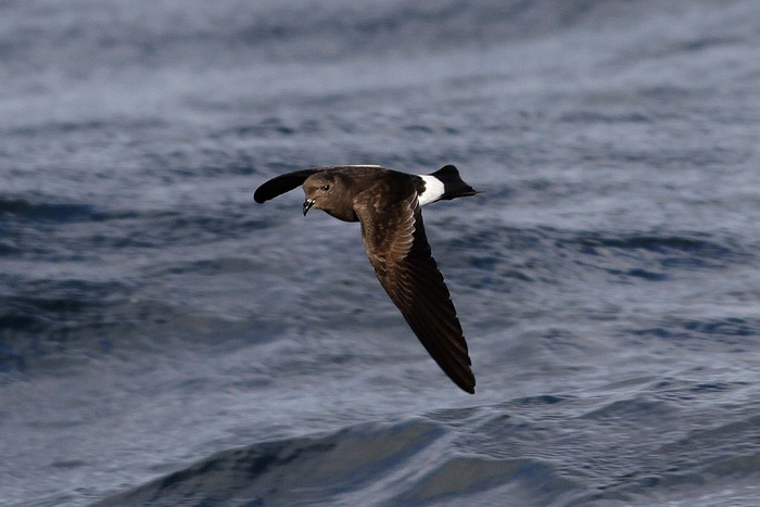 Wilson's Petrel