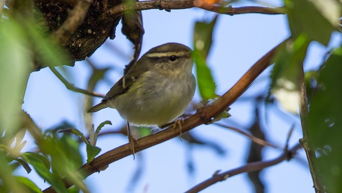 Yellow-browed Warbler