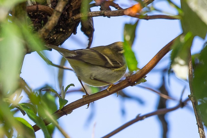 Yellow-browed Warbler