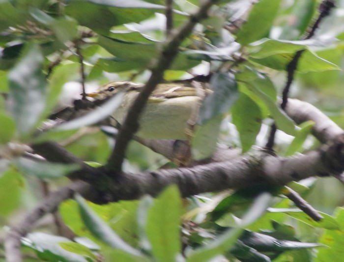 Yellow-browed Warbler