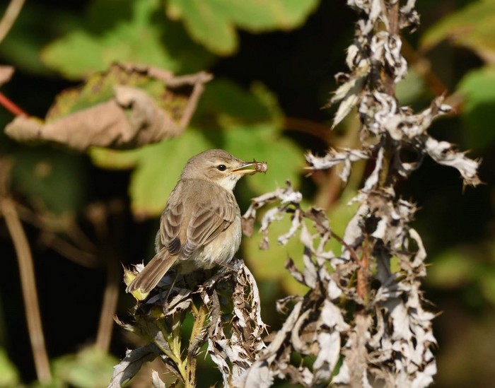Booted Warbler